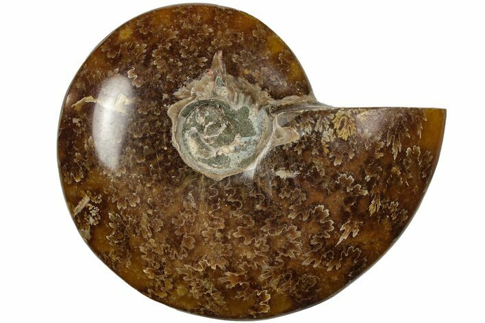 Polished Ammonite (Cleoniceras) Fossil - Madagascar #205103